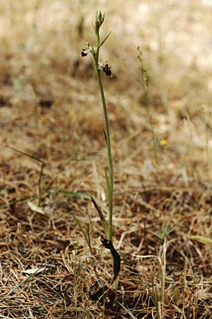 Ophrys conradiae \ Madame Conrads Ragwurz / Madame Conrad's Bee Orchid, Sardinien/Sardinia,  Siniscola 15.5.2001 