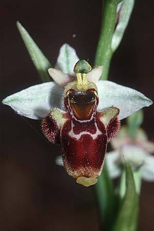 Ophrys conradiae / Madame Conrad's Bee Orchid, Sardinia,  Siniscola 15.5.2001 