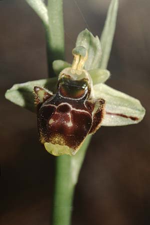 Ophrys conradiae / Madame Conrad's Bee Orchid, Sardinia,  Siniscola 15.5.2001 