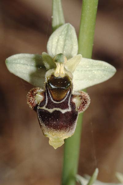 Ophrys conradiae / Madame Conrad's Bee Orchid, Sardinia,  Siniscola 15.5.2001 