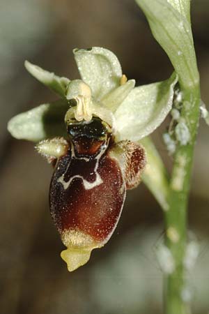 Ophrys conradiae \ Madame Conrads Ragwurz / Madame Conrad's Bee Orchid, Sardinien/Sardinia,  Domusnovas 21.5.2001 