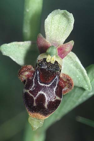 Ophrys conradiae / Madame Conrad's Bee Orchid, Sardinia,  Domusnovas 21.5.2001 