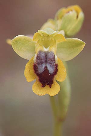 Ophrys corsica \ Korsische Gelbe Ragwurz / Corsian Yellow Bee Orchid (?), Sardinien/Sardinia,  S.Antioco 9.4.2000 