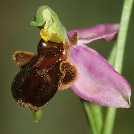 Ophrys apifera var. fulvofusca / Red-Brown Bee Orchid, Sardinia,  Laconi 23.5.2001 