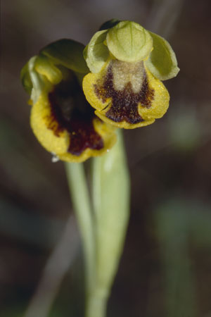 Ophrys corsica \ Korsische Gelbe Ragwurz / Corsian Yellow Bee Orchid, Sardinien/Sardinia,  Monte Albo 15.5.2001 
