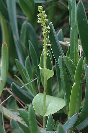 Gennaria diphylla / Two-Leaved Gennaria, Sardinia,  Stintino 4.4.2000 