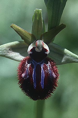 Ophrys incubacea \ Schwarze Ragwurz, Sardinien,  Nuxis 10.4.2000 