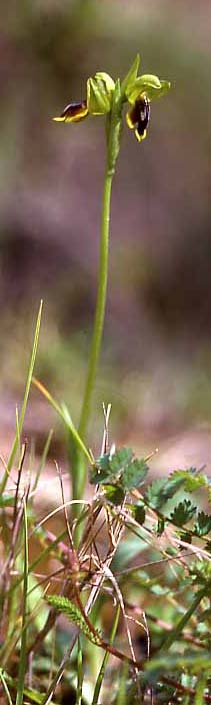 Ophrys lepida, Sardinia,  Seui 14.4.2001 (Photo: Helmut Presser)