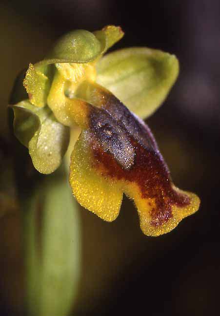 Ophrys lepida, Sardinia,  Seui 14.4.2001 (Photo: Helmut Presser)