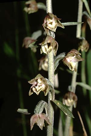 Epipactis microphylla \ Kleinblättrige Ständelwurz / Small-Leaved Helleborine, Sardinien/Sardinia,  Domusnovas 21.5.2001 