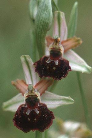 Ophrys morisii \ Moris' Ragwurz / Moris' Orchid, Sardinien/Sardinia,  Luogosanto 3.4.2000 