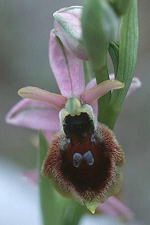 Ophrys morisii \ Moris' Ragwurz / Moris' Orchid (vs. pollinensis), Sardinien/Sardinia,  Ogliastra, Ispinigola 5.4.2000 