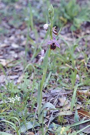 Ophrys morisii \ Moris' Ragwurz / Moris' Orchid, Sardinien/Sardinia,  Dorgali 5.4.2000 