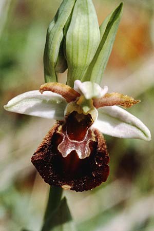 Ophrys morisii \ Moris' Ragwurz / Moris' Orchid, Sardinien/Sardinia,  Ogliastra,Ussassai 6.4.2000 