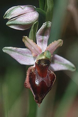 Ophrys morisii \ Moris' Ragwurz / Moris' Orchid, Sardinien/Sardinia,  Ogliastra,Ussassai 6.4.2000 