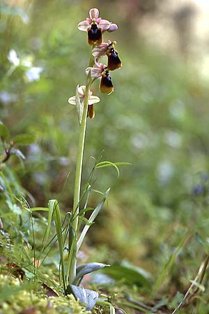 Ophrys normanii \ Normans Ragwurz / Norman's Bee Orchid, Sardinien/Sardinia,  Domusnovas 15.4.2001 (Photo: Helmut Presser)