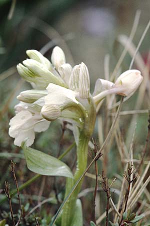 Anacamptis papilionacea subsp. grandiflora \ Großblütiges Schmetterlings-Knabenkraut (Farbvariante), Sardinien,  Ogliastra,Ussassai 6.4.2000 