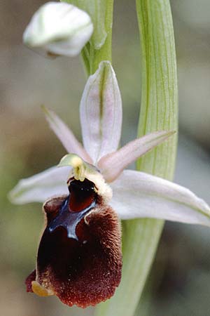 Ophrys panattensis \ Ogliastra-Ragwurz / Ogliastra Orchid, Sardinien/Sardinia,  Dorgali 5.4.2000 