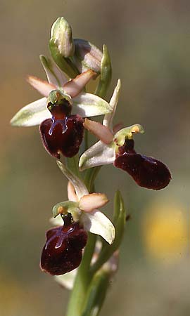 Ophrys panormitana subsp. praecox \ Frühblühende Spinnen-Ragwurz, Sardinien,  Sassari 23.3.1997 (Photo: Helmut Presser)