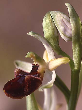 Ophrys panormitana subsp. praecox \ Frühblühende Spinnen-Ragwurz / Early Ophrys, Sardinien/Sardinia,  Sassari 23.3.1997 (Photo: Helmut Presser)