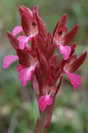 Anacamptis papilionacea subsp. papilionacea \ Schmetterlings-Knabenkraut / Butterfly Orchid, Sardinien/Sardinia,  Olbia 3.4.2000 