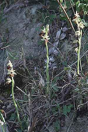 Ophrys panormitana subsp. praecox \ Frühblühende Spinnen-Ragwurz, Sardinien,  Sassari 3.4.2000 