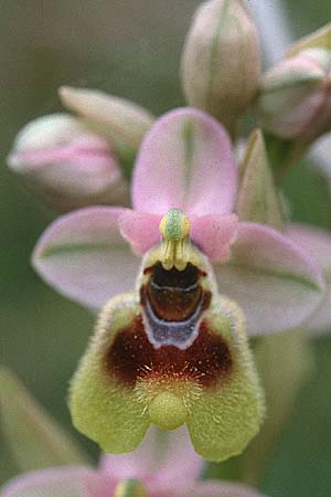 Ophrys neglecta / Italian Sawfly Orchid, Sardinia,  Olbia 3.4.2000 