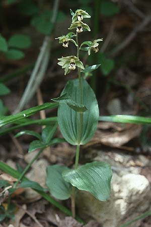 Epipactis tremolsii \ Tremols' Ständelwurz / Tremols' Helleborine (?), Sardinien/Sardinia,  Ogliastra,Ussassai 19.5.2001 