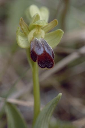 Ophrys zonata / Zoned Bee Orchid, Sardinia,  Luogosanto 3.4.2000 