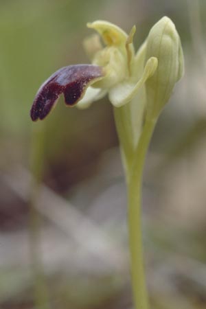 Ophrys zonata \ Zonierte Ragwurz / Zoned Bee Orchid, Sardinien/Sardinia,  Luogosanto 3.4.2000 