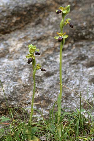 Ophrys zonata / Zoned Bee Orchid, Sardinia,  Domusnovas 8.4.2000 