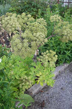 Angelica archangelica \ Arznei-Engelwurz, Echte Engelwurz, S Västers 29.6.2011