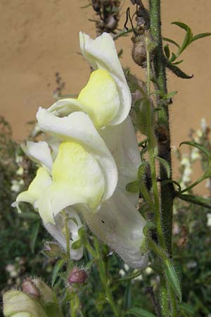 Antirrhinum braun-blanquetii \ Iberisches Lwenmaul / Hardy Snapdragon, Perennial Snapdragon, S Botan. Gar.  Universit.  Uppsala 28.8.2010