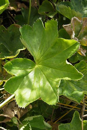 Alchemilla baltica \ Baltischer Frauenmantel / Baltic Lady's Mantle, S Botan. Gar.  Universit.  Uppsala 28.8.2010