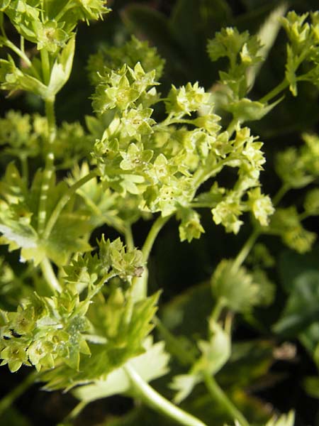 Alchemilla baltica \ Baltischer Frauenmantel / Baltic Lady's Mantle, S Botan. Gar.  Universit.  Uppsala 28.8.2010