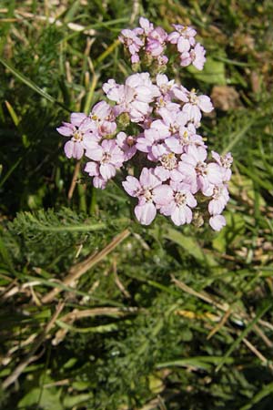 Achillea millefolium agg. \ Gemeine Schafgarbe / Yarrow, S Öland, Borgholm 9.8.2009