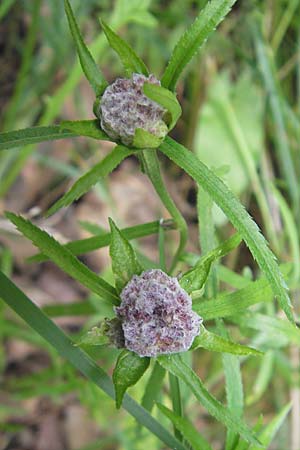 Achillea ptarmica agg. \ Sumpf-Schafgarbe / Sneezewort, S Varberg 4.8.2010