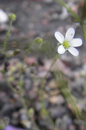 Arenaria conimbricensis \ Coimbra-Sandkraut / Coimbra Sandwort, S Botan. Gar.  Universit.  Uppsala 28.8.2010