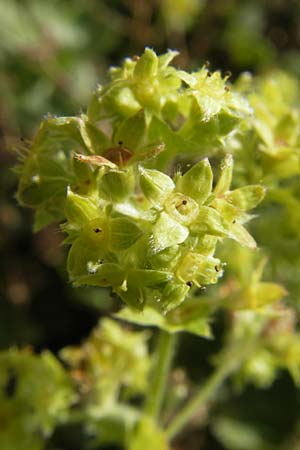 Alchemilla faeroensis \ Frer-Frauenmantel, Zwerg-Frauenmantel / Islandic Lady's Mantle, Dwarf Lady's Mantle, S Botan. Gar.  Universit.  Uppsala 28.8.2010