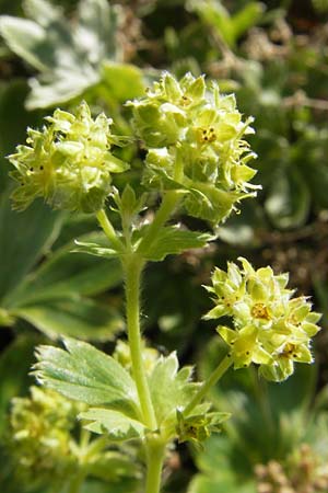 Alchemilla faeroensis \ Frer-Frauenmantel, Zwerg-Frauenmantel, S Botan. Gar.  Universit.  Uppsala 28.8.2010