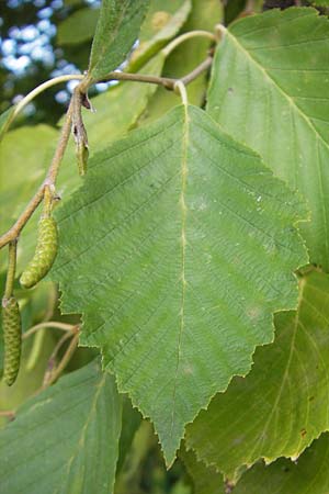 Alnus incana \ Grau-Erle / Grey Alder, Speckled Alder, S Botan. Gar.  Universit.  Uppsala 28.8.2010