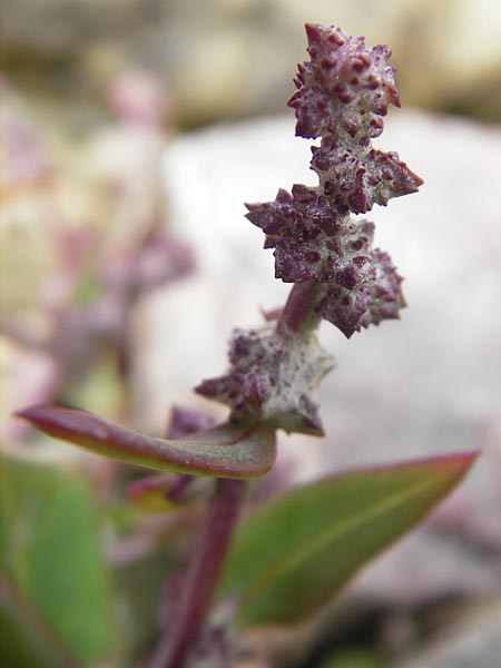 Atriplex prostrata / Spear-Leaved Orache, S Torekov 3.8.2010