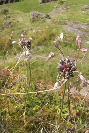 Allium oleraceum \ Ross-Lauch / Field Garlic, S Bohus 7.8.2010