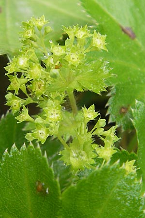 Alchemilla monticola ? / Mountain Lady's Mantle, S Vänersborg 12.8.2010