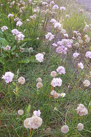 Armeria maritima subsp. maritima \ Strand-Grasnelke / Thrift, Sea Pink, S Simrishamn, Brösarp 7.8.2009