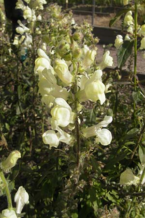Antirrhinum meonanthum \ Kleinbltiges Lwenmaul / Small-Flowered Snapdragon, S Botan. Gar.  Universit.  Uppsala 28.8.2010