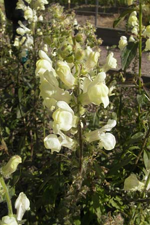 Antirrhinum meonanthum \ Kleinbltiges Lwenmaul, S Botan. Gar.  Universit.  Uppsala 28.8.2010