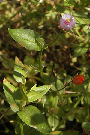 Lysimachia arvensis \ Acker-Gauchheil / Scarlet Pimpernel, Poisonweed, S Botan. Gar.  Universit.  Uppsala 28.8.2010