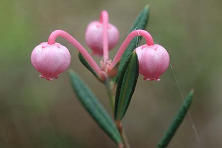 Andromeda polifolia \ Rosmarin-Heide / Bog Rosemary, S Muddus National-Park 17.6.1995