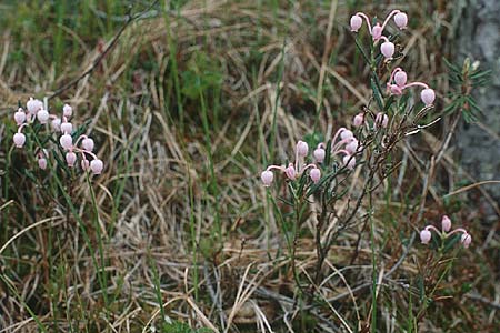 Andromeda polifolia \ Rosmarin-Heide, S Muddus National-Park 17.6.1995